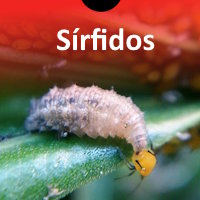 Sírfidos